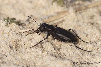 Cicindela nigrior